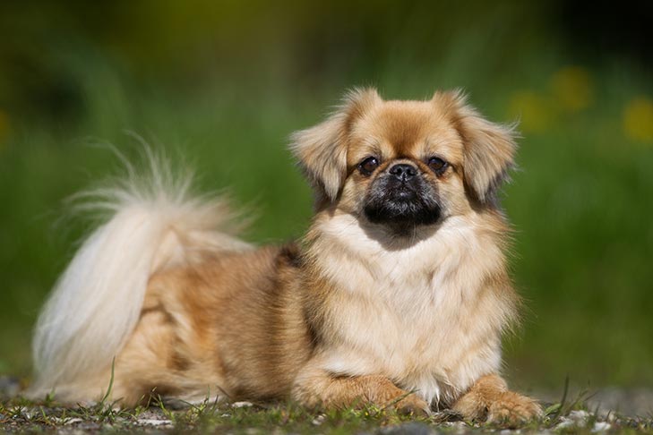 Tibetan Spaniel