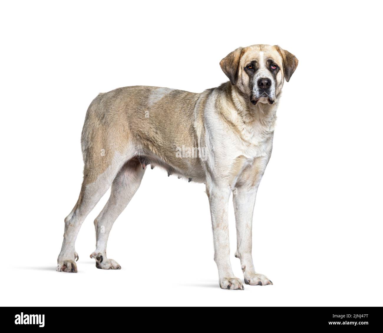 Transmontano Mastiff