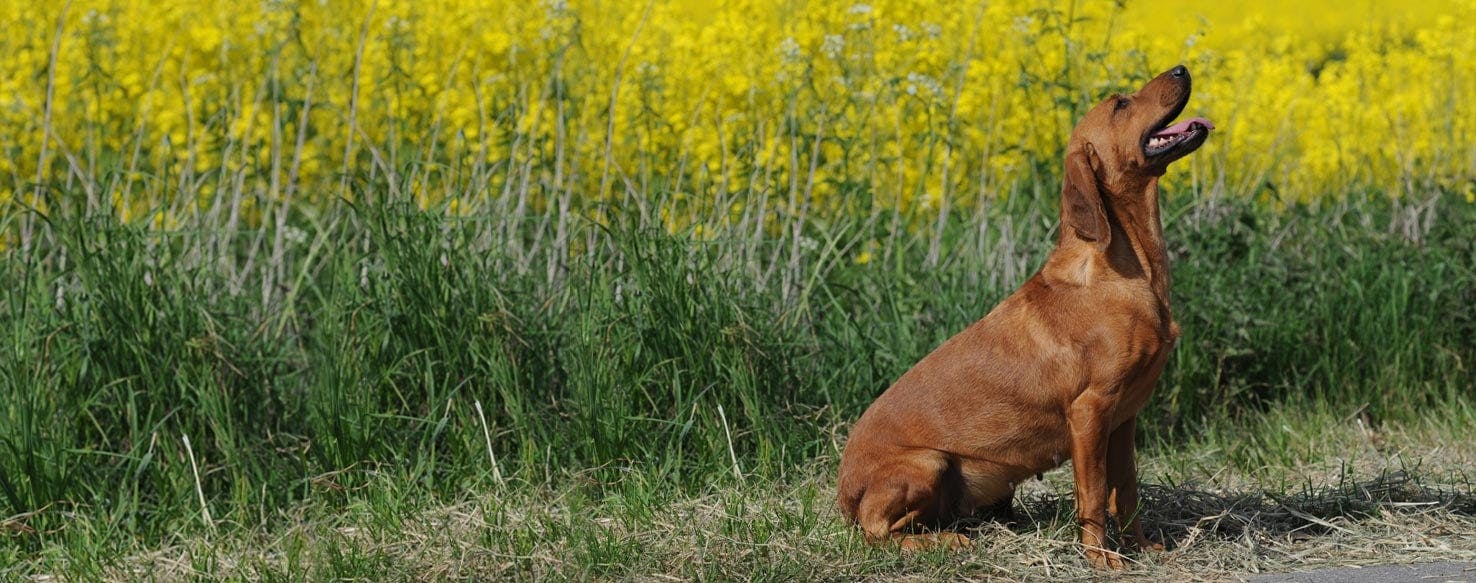 Tyrolean Hound