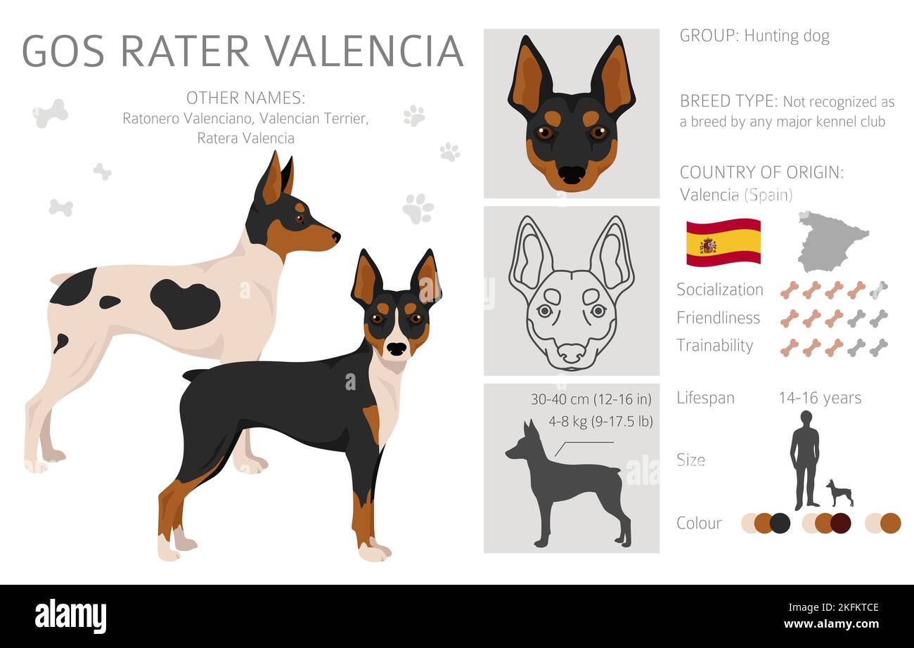 Valencian Terrier