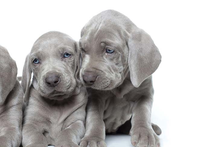 Weimaraner