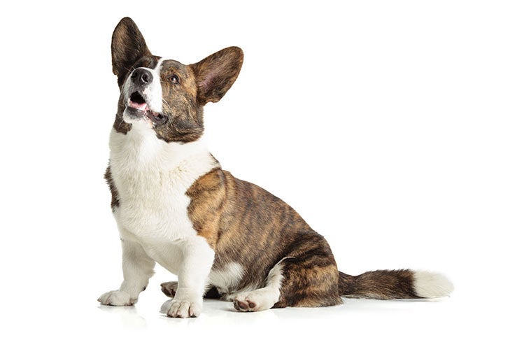 Welsh Corgi Cardigan