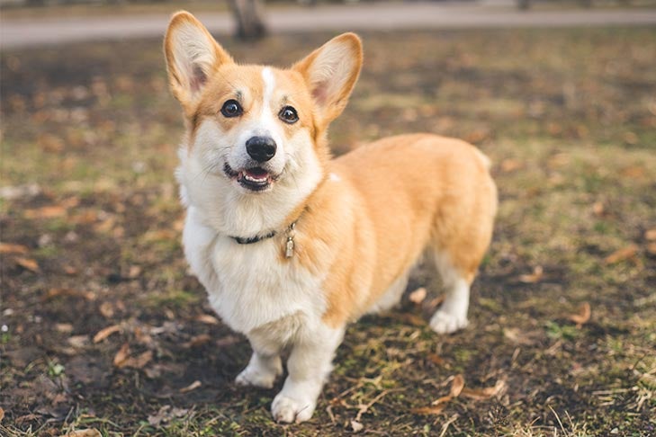 Welsh Corgi Pembroke