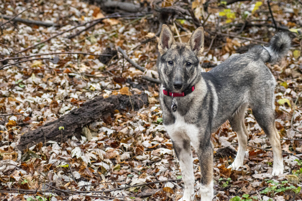 West Siberian Laika