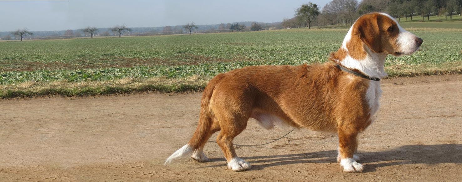 Westphalian Dachsbracke