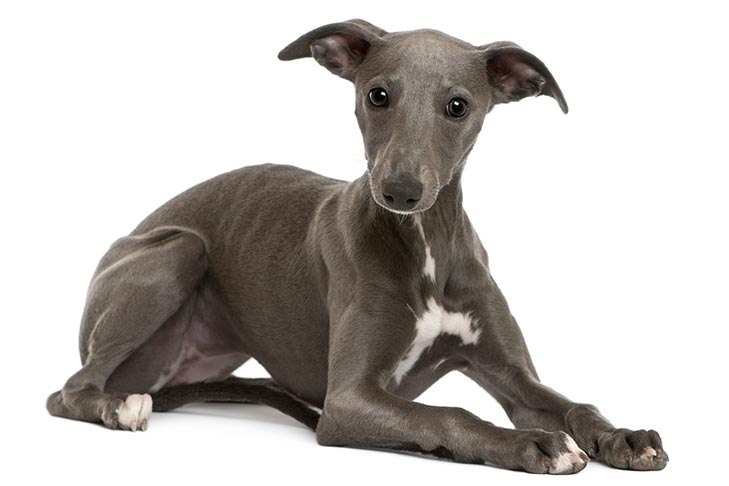 Whippet
