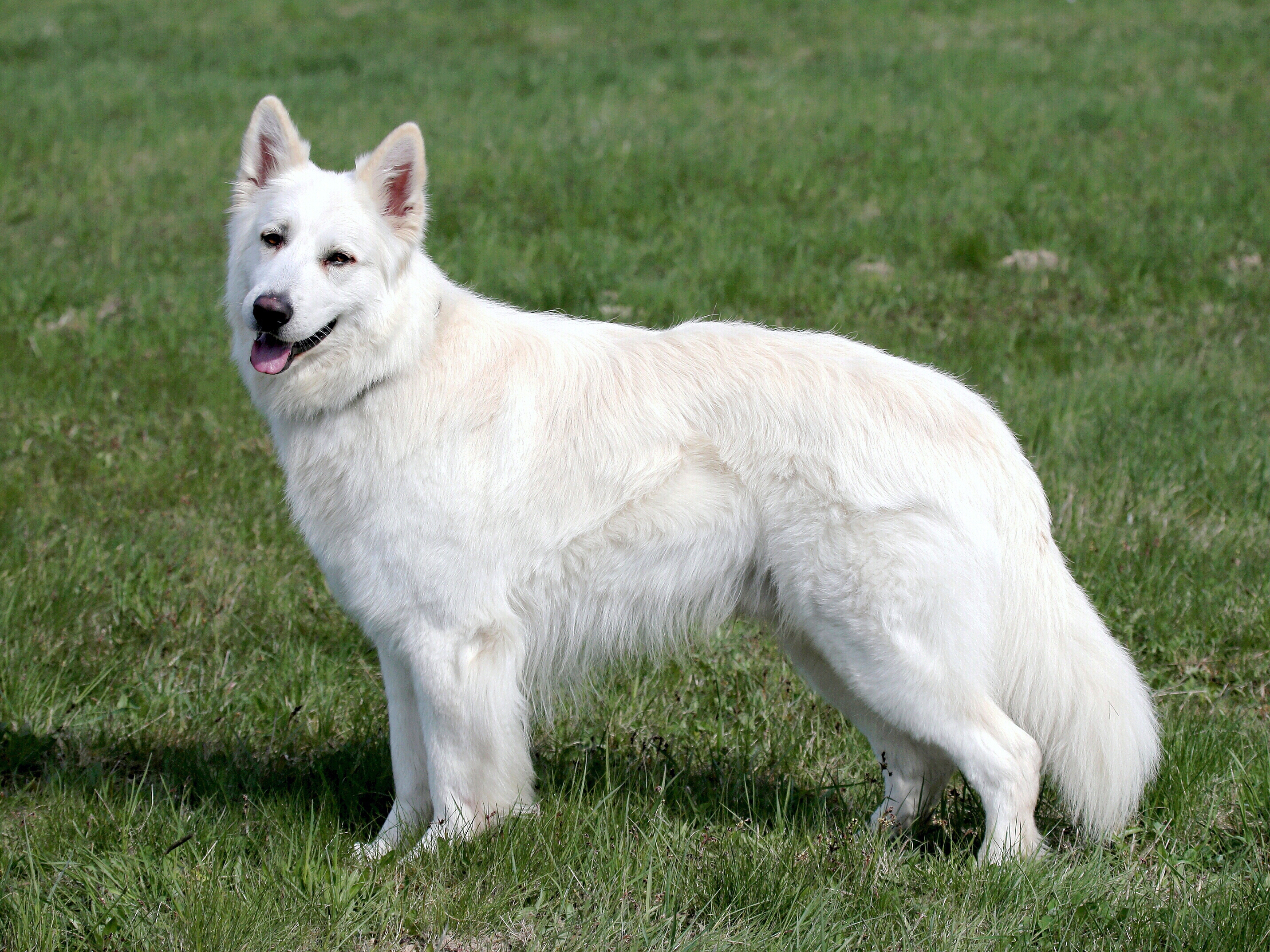 White Swiss Shepherd Dog