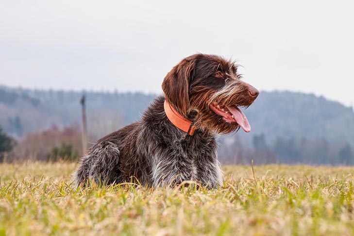 Wire Haired Pointing Griffon Korthals