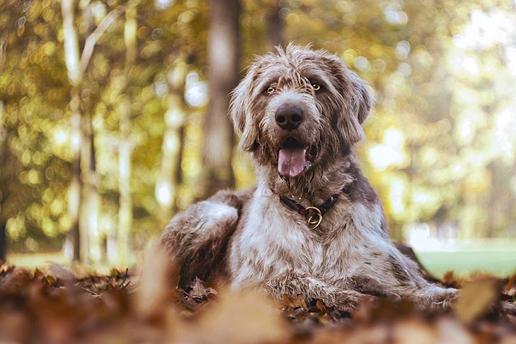 Wirehaired Slovakian Pointer