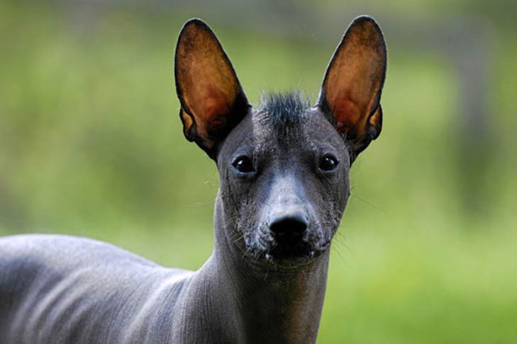 Xoloitzcuintle