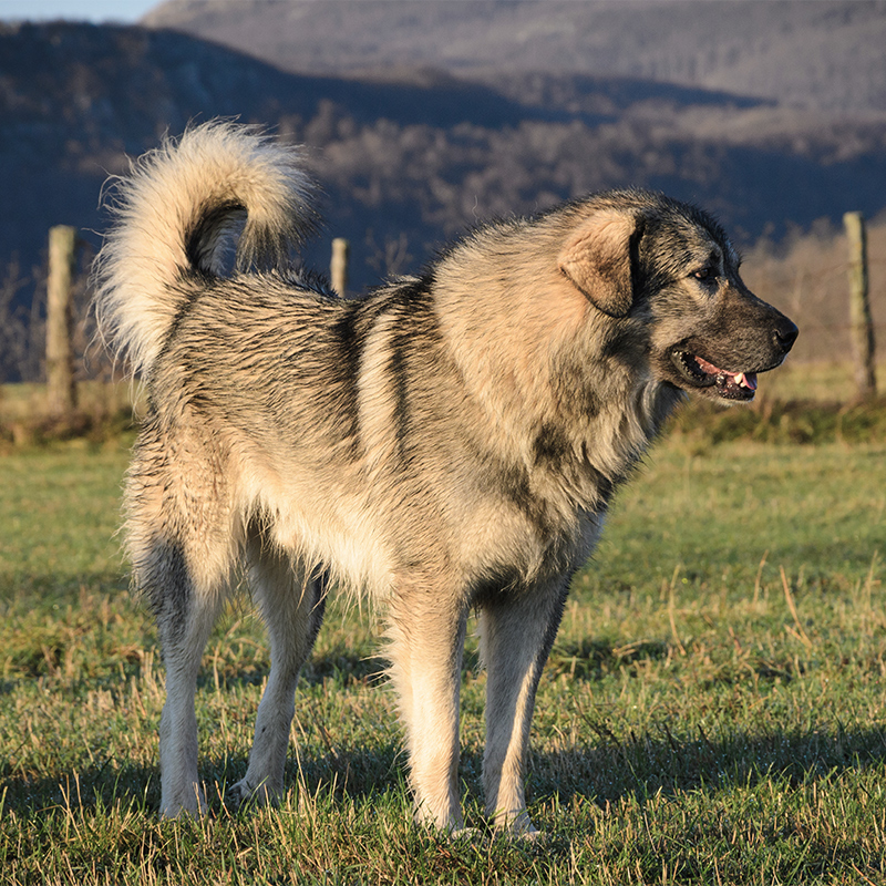 Yugoslavian Shepherd Dog Sharplanina