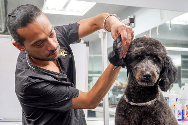 Canine Grooming