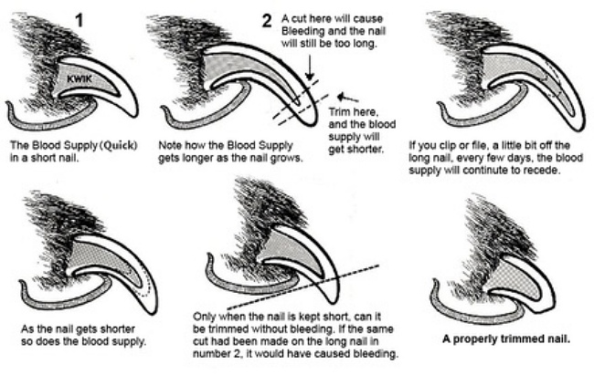 Dog Nail Clipping