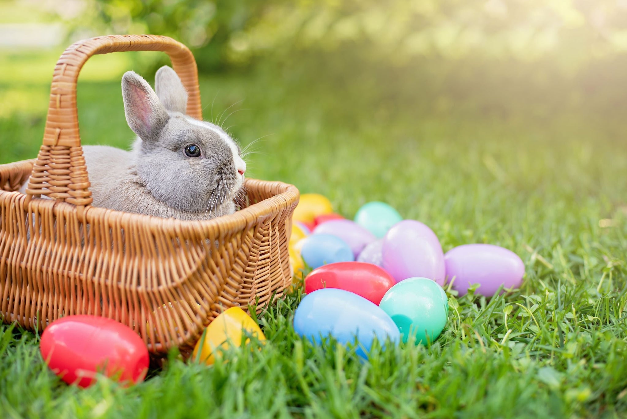 Bunnies