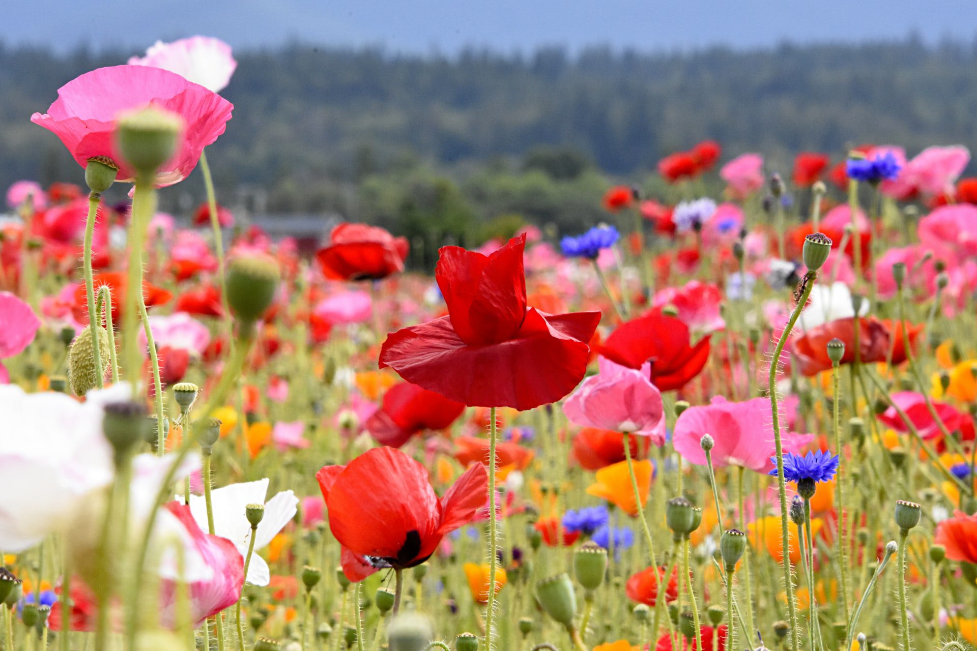 Spring