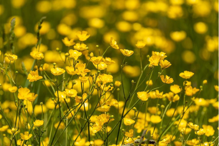 Buttercup