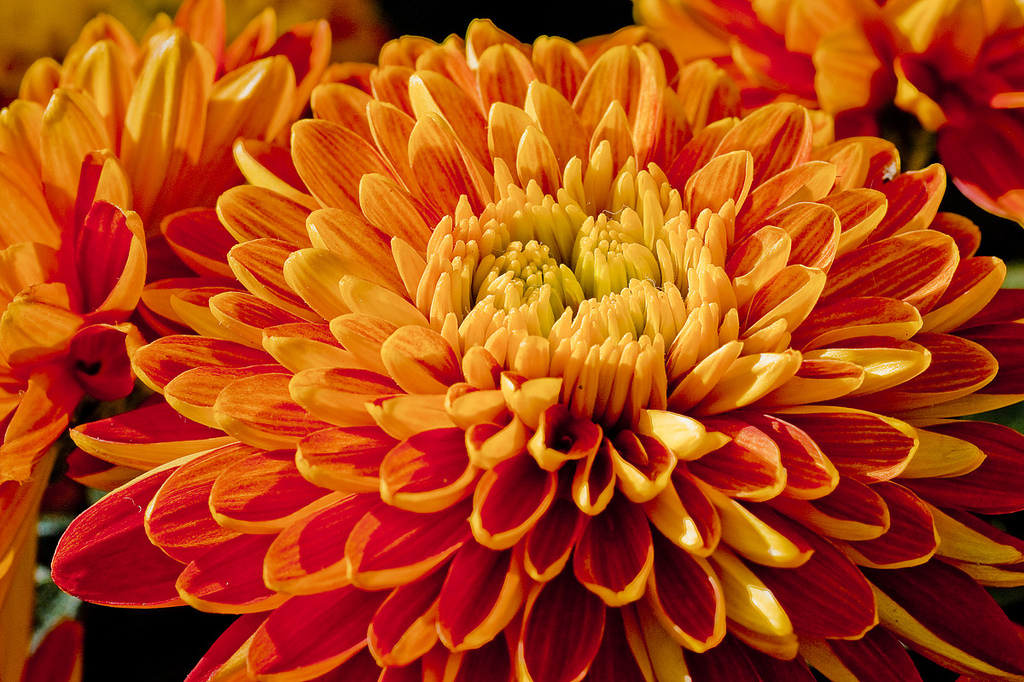 Chrysanthemum