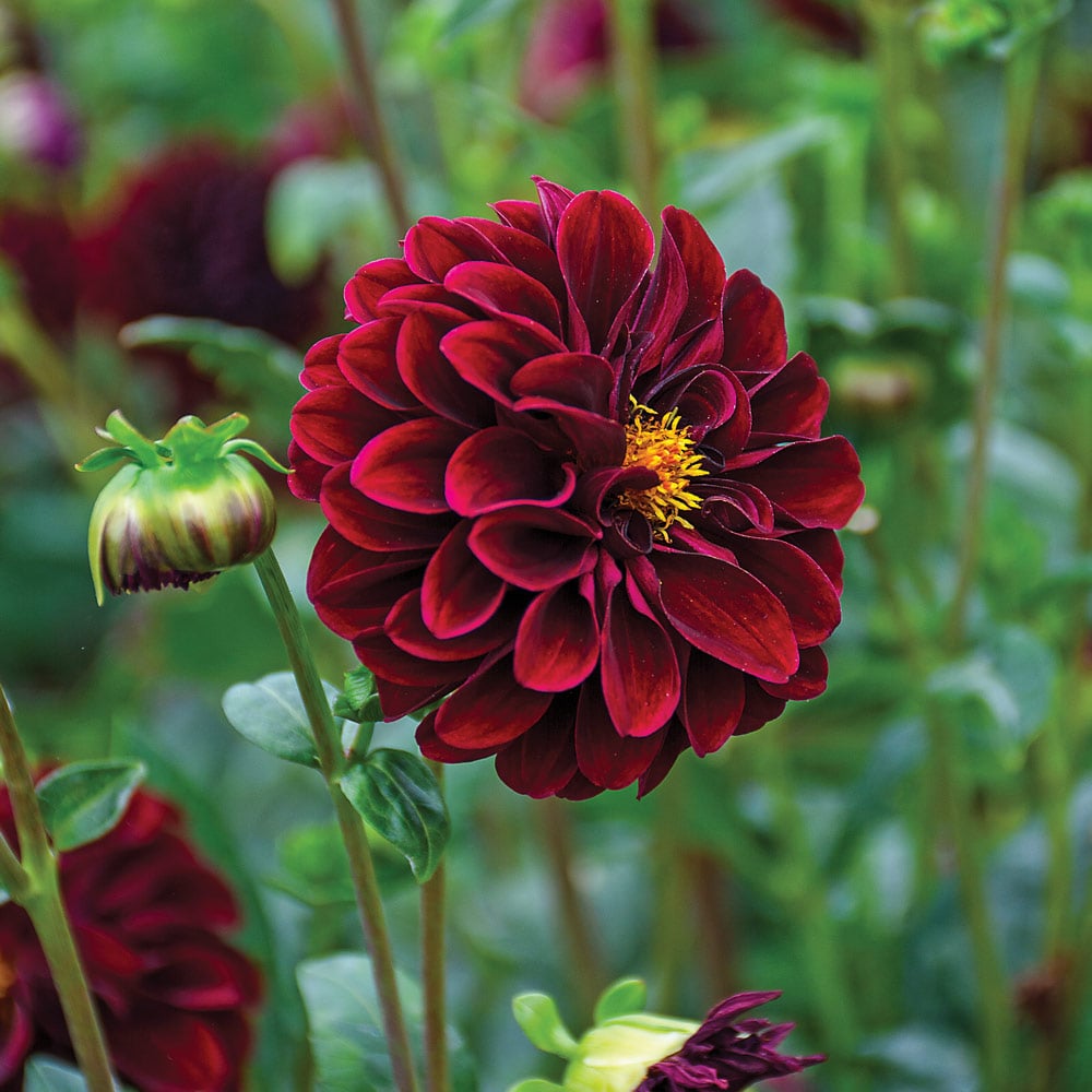 Dahlia