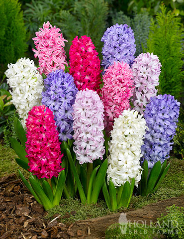 Hyacinth
