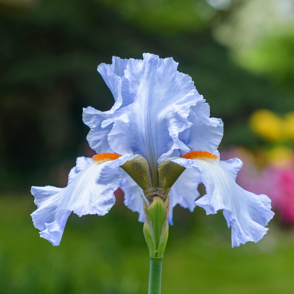 Iris