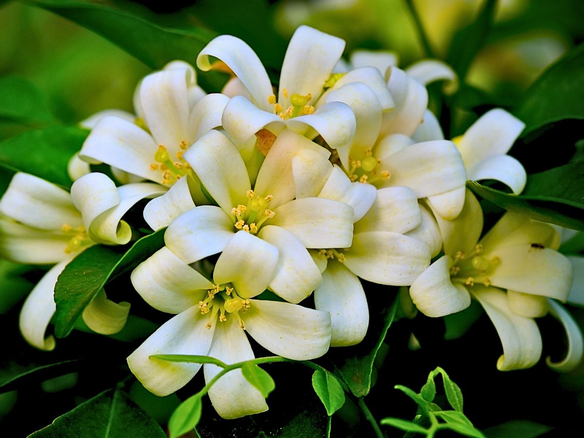 Jasmine