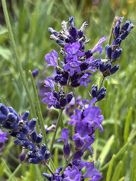 Lavender