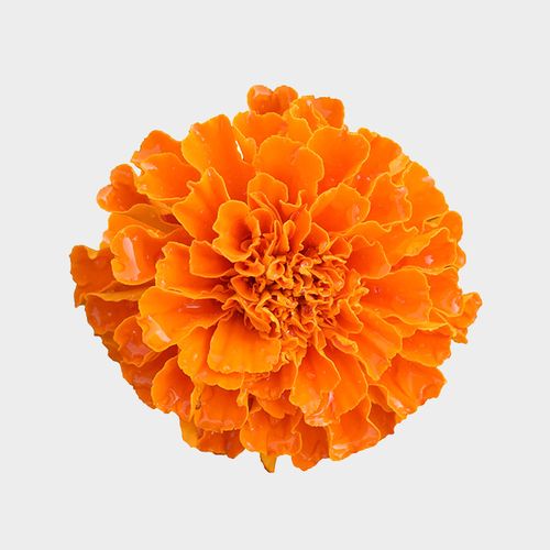 Marigold