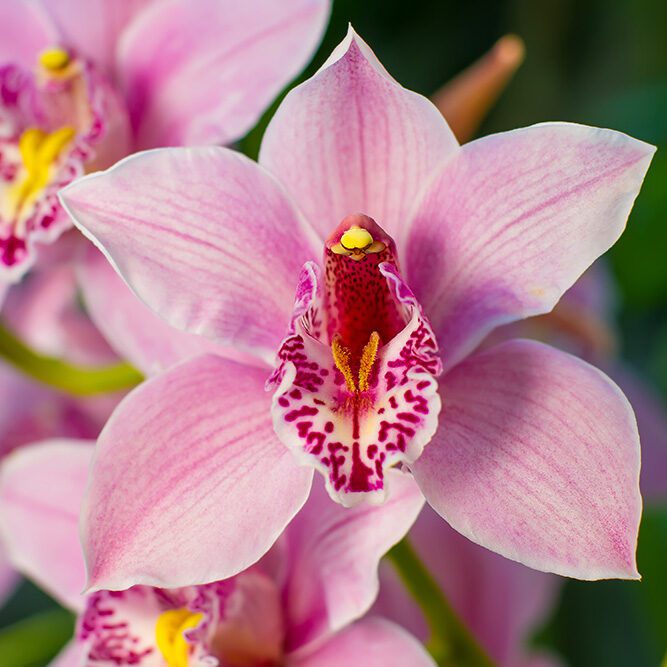 Orchid