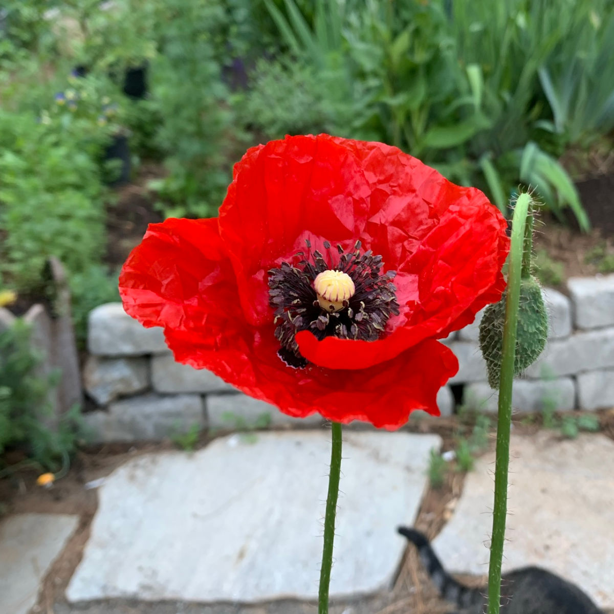 Poppy