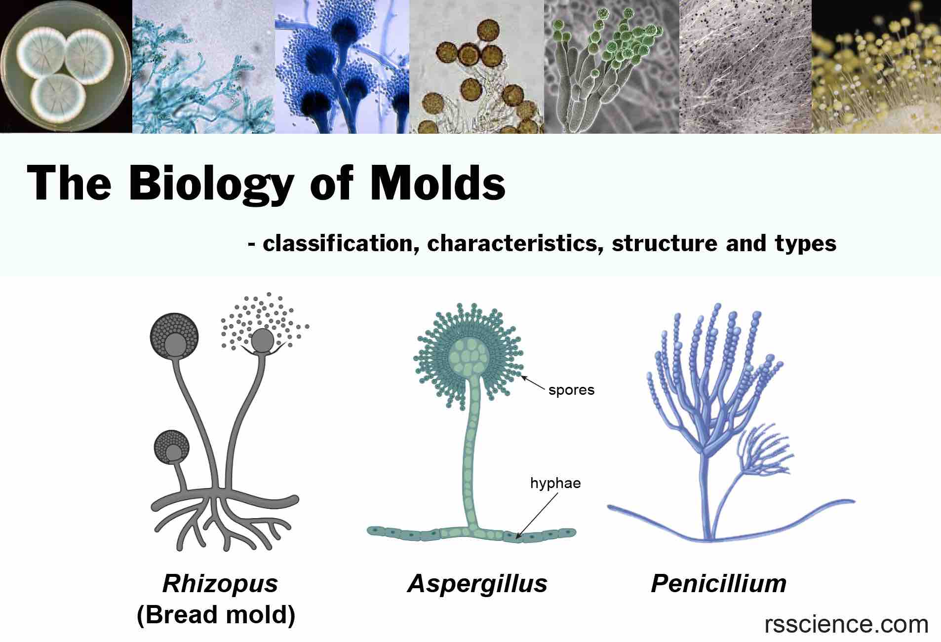 Mold