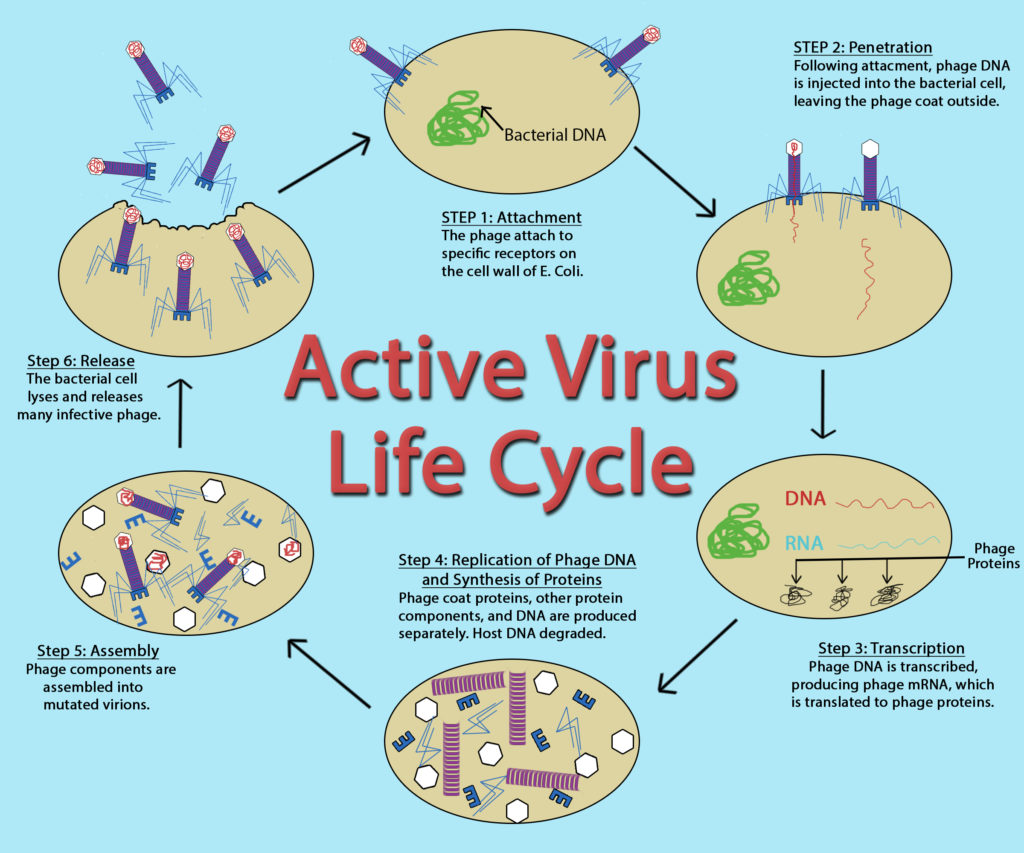 Virus