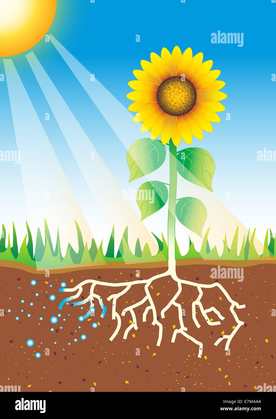 Photosynthesis