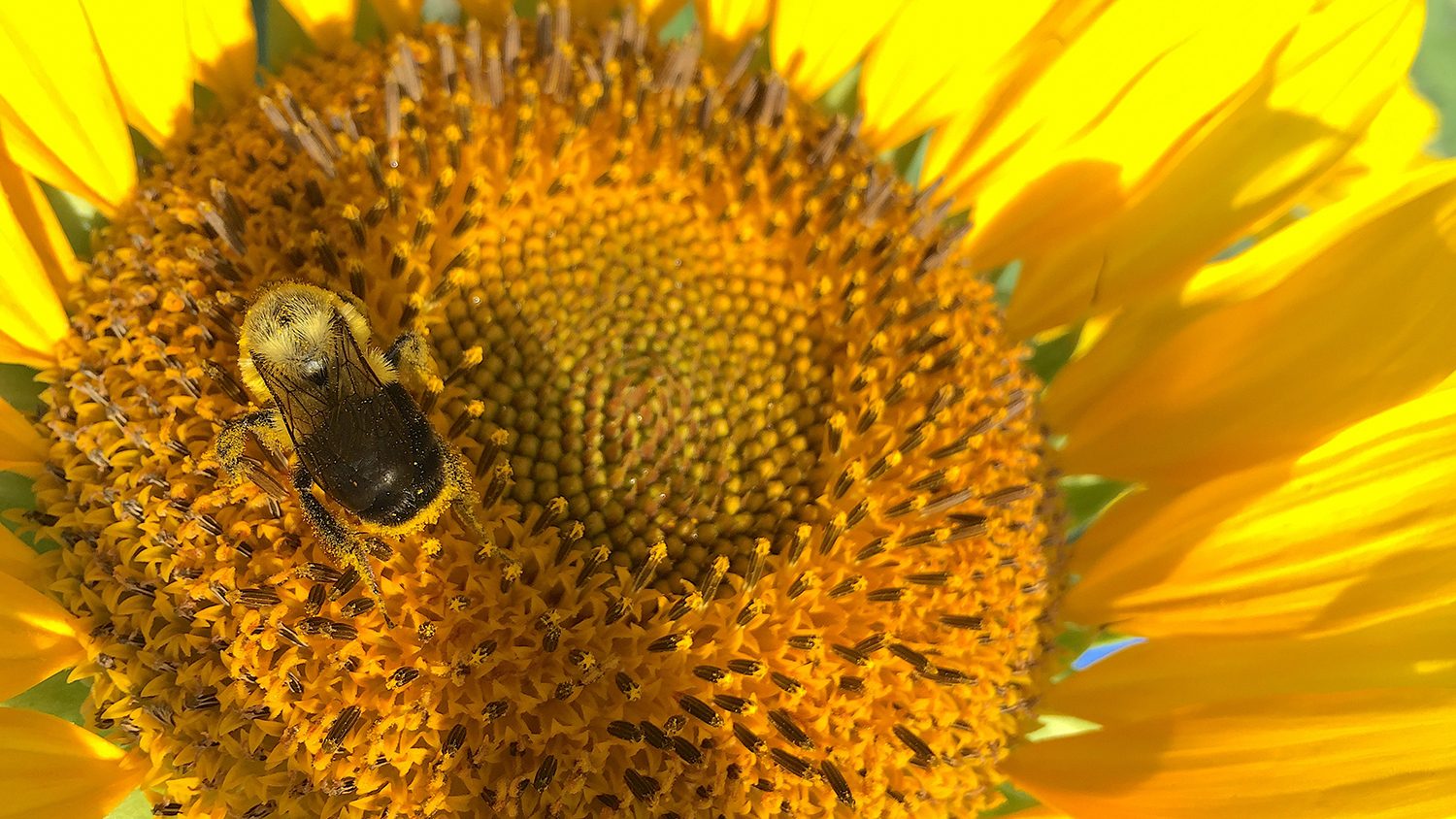 Pollen