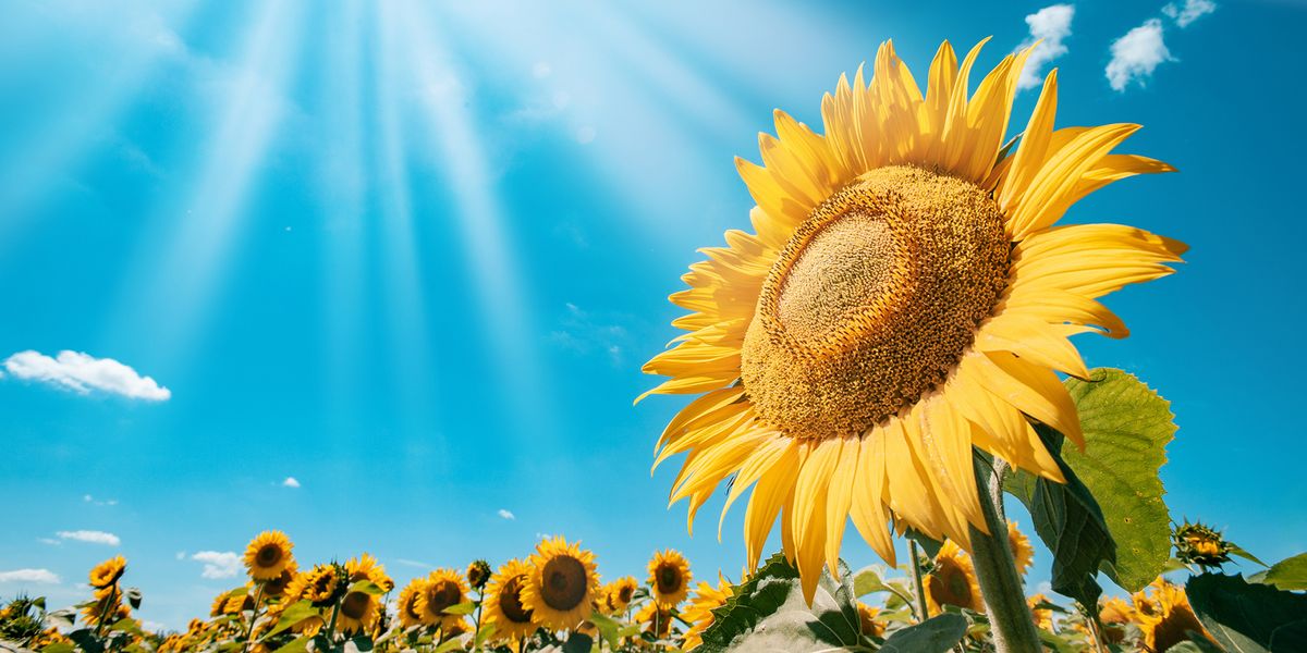 Sunlight