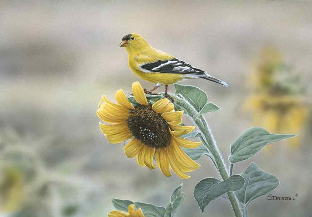 Wildlife