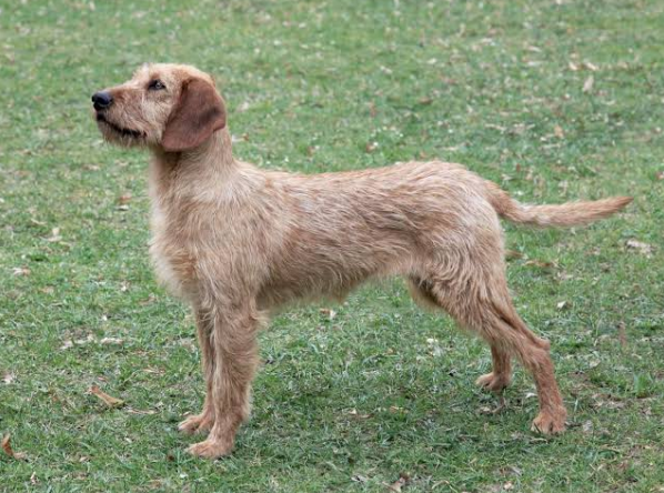 Coarse Haired Styrian Hound