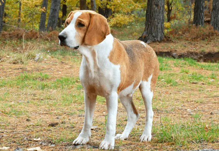 German Hound