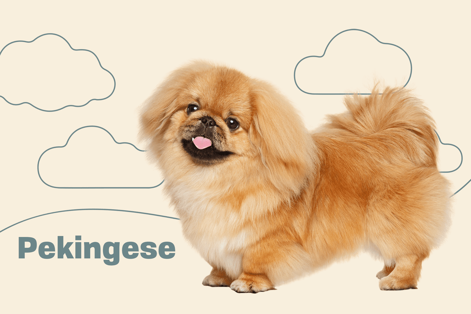 Pekingese