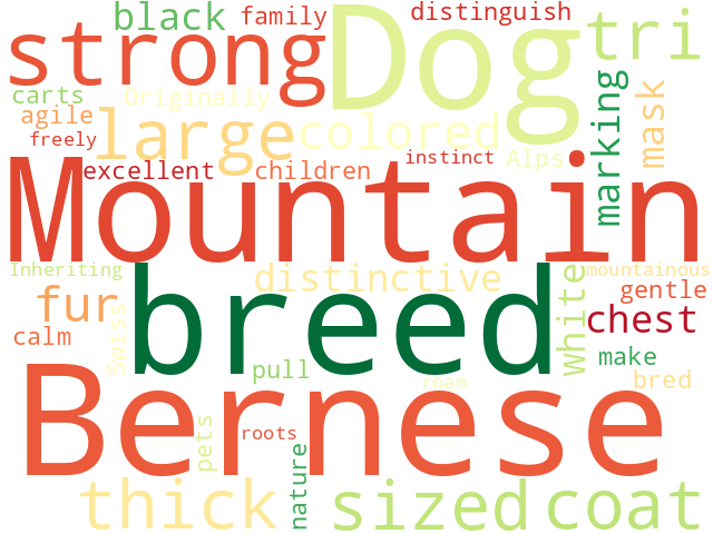 Word Cloud for bernese_mountain_dog