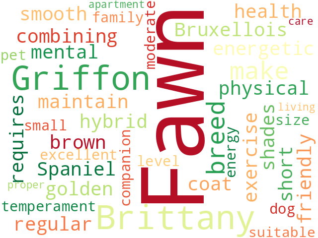Word Cloud for fawn_brittany_griffon