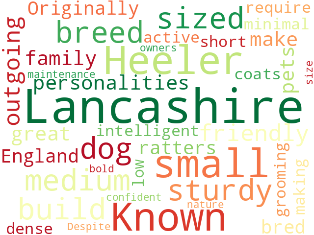 Word Cloud for lancashire_heeler