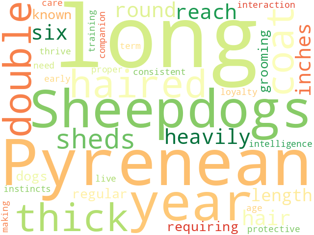 Word Cloud for long_haired_pyrenean_sheepdog