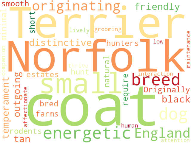 Word Cloud for norfolk_terrier