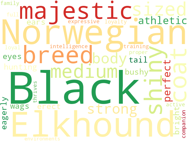 Word Cloud for norwegian_elkhound_black