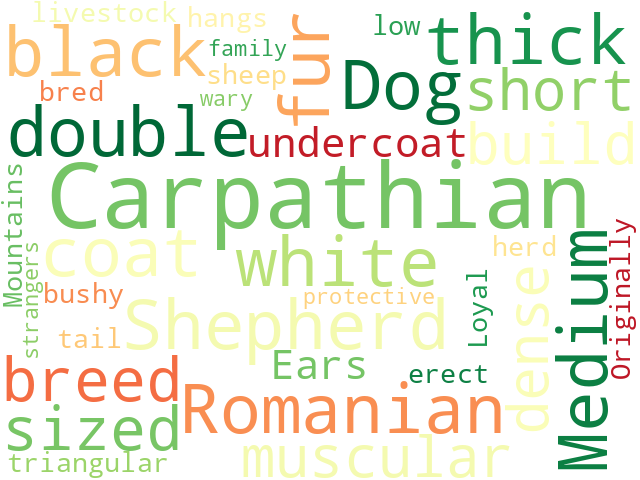 Word Cloud for romanian_carpathian_shepherd_dog