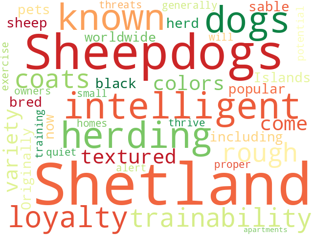 Word Cloud for shetland_sheepdog