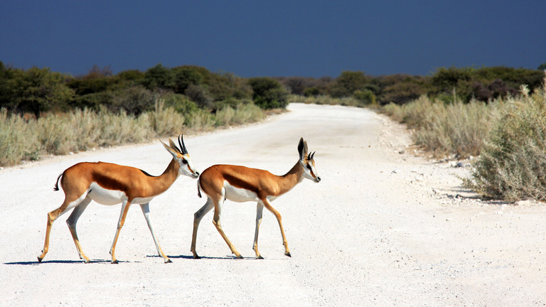Gazelle