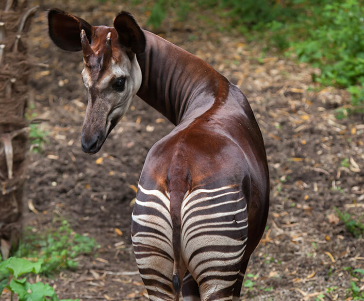 Okapi