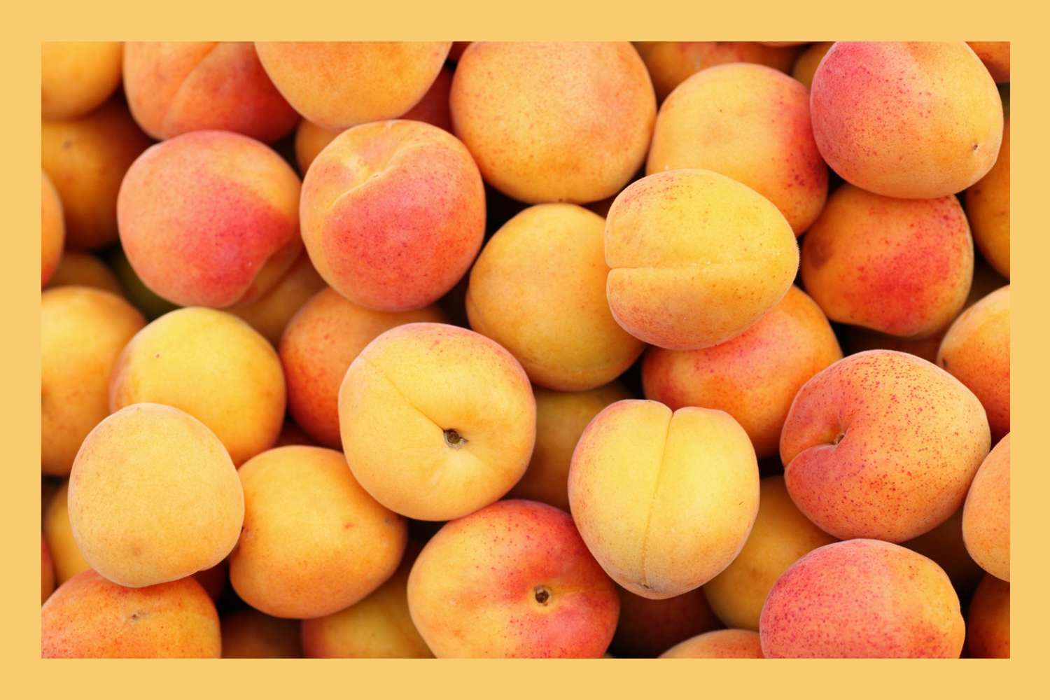 Apricot