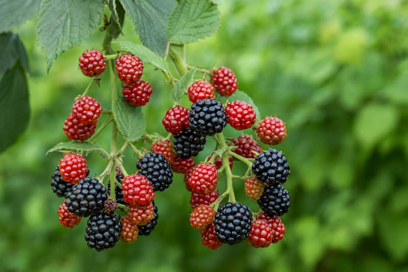 Blackberry